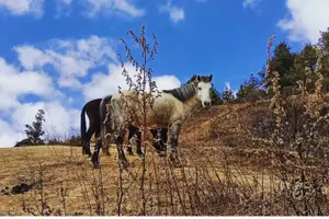 Tour image of Bhutan Photography Tour: (10N/11D)