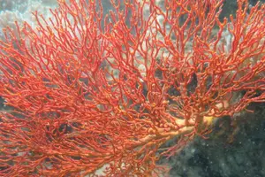 Tour image of Snorkeling Tour to 4 Islands(Emerald Cave) From Koh Lanta by Speedboat