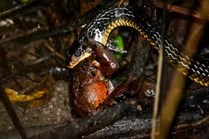 Tour image of Night Mangrove Safari Boat Tour with Dinner | Manuel Antonio