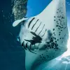Image of Freediving