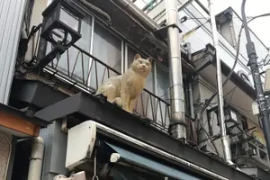 Tour image of 4 Hours Private Yanaka Town Tour