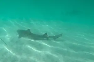 Tour image of Two Hour Kayak and Snorkel Tour for Two in La Jolla