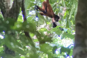 Tour image of Corcovado National Park Land and Ocean Tour