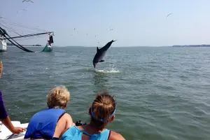 Tour image of Hilton Head Outback Boat and Kayak Adventure
