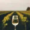 Image of Wine Tours