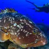 Image of Scuba Diving
