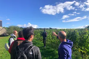 Tour image of Afternoon Loire Valley Wine Tour from Tours or Amboise