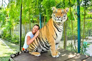 Tour image of Tiger Park Tickets with Tiger Play Packages: Non-Thai Residents