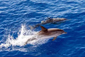 Tour image of Dolphin - Whale - Turtle - Bird Watching