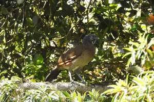 Tour image of Natural History Walking Tour in Monteverde Cloud Forest Reserve
