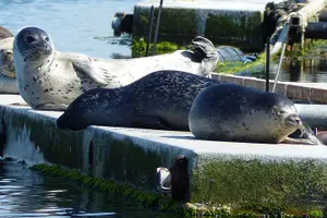 Tour image of Zeeland seal Beach safari NL/DE