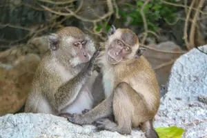 Tour image of Phi Phi Islands Adventure Day Trip w/ Seaview Lunch by V. Marine