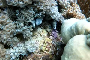 Tour image of Aqaba Private Scuba Diving Activity with Pick Up