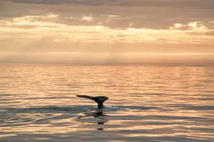 Tour image of Whale Watching in Husavik