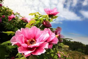 Tour image of Luoyang Private Tour to Longmen Grottoes and Peony Blossom Sightseeing