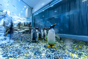 Tour image of Dubai Aquarium & Underwater Zoo with Penguin Cove Tickets