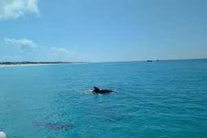 Tour image of 2-Hour Private Sightseeing Dolphin Tour in Panama City Beach
