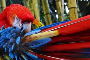 Tour image of Wild Macaws Tours in Punta Islita from Playa Samara