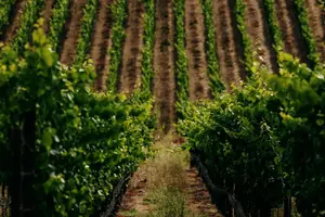 Tour image of Half Day Guided Electric Bike Wine Tasting Tour with Lunch