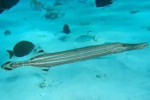 Tour image of Stingray City Private Charters