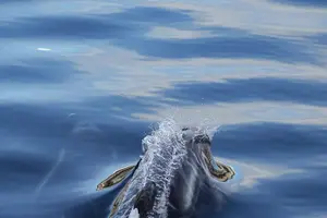 Tour image of Tromsø: Polar Fjord & Fishing Cruise with Lunch included