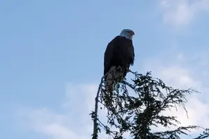 Tour image of 2.5 Hour Tour in Ketchikan on the Tongass Trolley