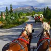 Image of Horseback Riding
