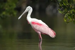 Tour image of Two-Hour Everglades Dolphin, Manatee and Birding Boat Tour