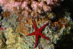 Tour image of Private Scuba Diving Adventure in the Red Sea of Aqaba