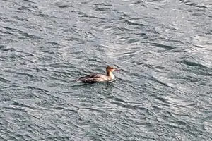 Tour image of Private 3 hour Bird Watching Tour in Monterey Bay