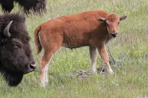 Tour image of Lower Loop Yellowstone Wildlife Scenic - Jackson Hole Day Tour | WY