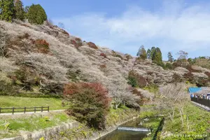 Tour image of Colored Leaves in Korankei, Obara Four-season Cherry