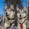 Image of Dog Sledding/Mushing