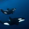 Image of Whale Watching