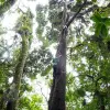 Image of Climbing