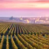 Image of Wine, Beer & Spirits