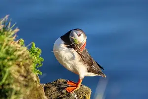 Tour image of Borgarfjörður Eystri Puffin Tour from Seyðisfjörður Port