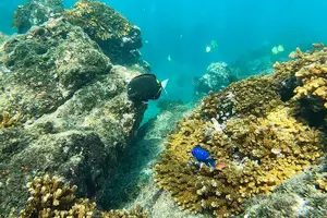 Tour image of Corcovado Sirena + Cano Island Snorkel - 2 Seperate days