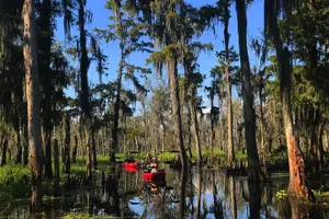 Tour image of Whitney Plantation and Manchac Swamp Kayak Tour Combo