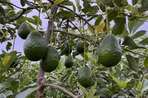 Tour image of Experience: Organic Coffee, Avocados, Honey & More!