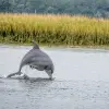 Image of Dolphin Watching