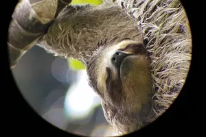 Tour image of San Jose Walking Nature Tour: Sloths, Birds and Trees