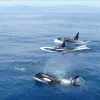 Image of Dolphin Watching