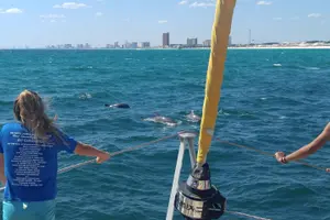 Tour image of Footloose Catamaran Snorkel and Dolphin Watch Tour
