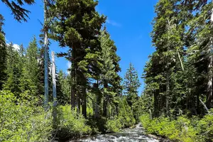Tour image of Mount Rainier Customized Tour from Seattle