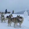 Image of Dog Sledding/Mushing