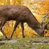Image of Nature Walks