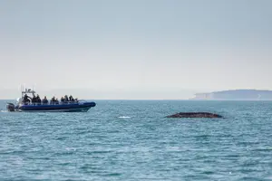 Tour image of Anacortes Whale Watching Adventure Tour - Zodiac Boat