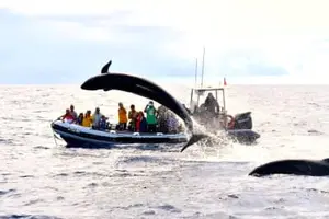 Tour image of Whale Watching Tour from Lajes de Pico in Pico Island, Azores