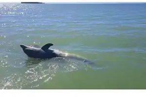Tour image of Marco Island Dolphin Sightseeing Tour